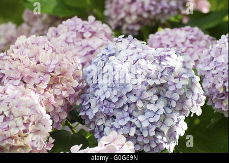 Die Blüten sind blau und rosa Hortensien Closeup. Stockfoto