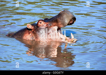 Flusspferd mit offenem Mund im Fluss. Serengeti, Tansania, Afrika Stockfoto