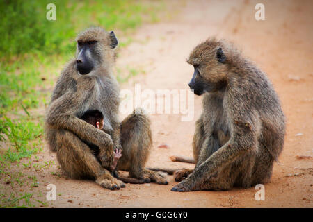 Pavian Affen im afrikanischen Busch. Tsavo West, Kenia Stockfoto