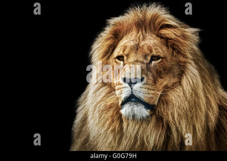 Löwen-Portrait auf schwarzem Hintergrund. Große Erwachsene Löwe mit reichen Mähne. Stockfoto