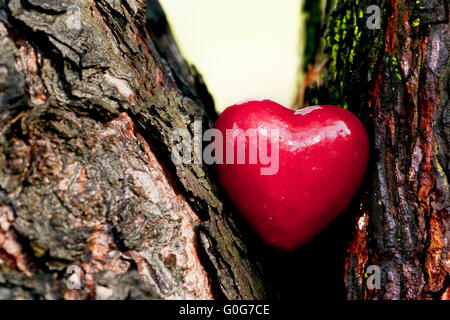 Rotes Herz in einen Baumstamm. Romantisches Symbol der Liebe Stockfoto