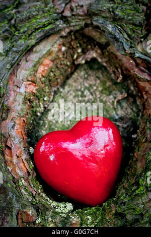 Rotes Herz in einen hohlen Baum. Romantisches Symbol der Liebe Stockfoto
