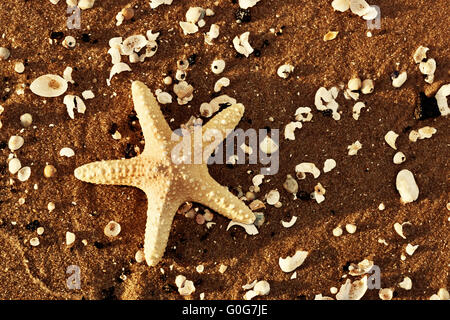 Seesterne und Meer Muscheln am exotischen Strand bei warmen Sonnenuntergang. Reisen Stockfoto