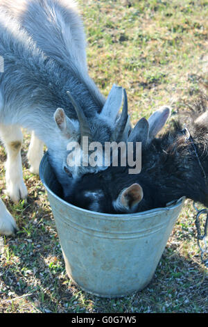 drei Ziegen trinken Wasser aus dem Eimer auf dem Bauernhof Stockfoto