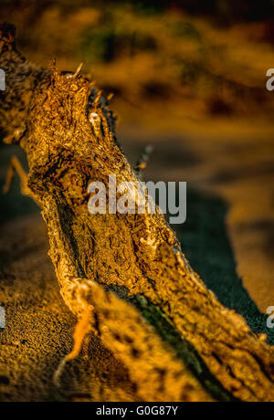 Getrocknetes Holz am Strand Stockfoto