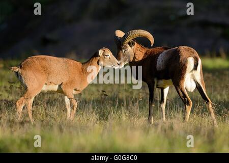 Mufflon Stockfoto