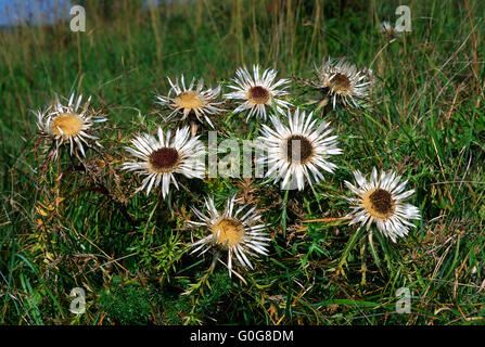 Silber, Mariendistel, Mariendistel, schwäbische Alb, Deutschland Stockfoto