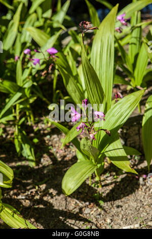 Blettilla striata Stockfoto