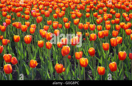 Bereich der leuchtend Orange-rote Tulpen Stockfoto