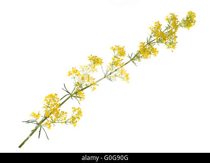 Lady's Labkraut Blumen (Galium Verum) isoliert auf weiss Stockfoto