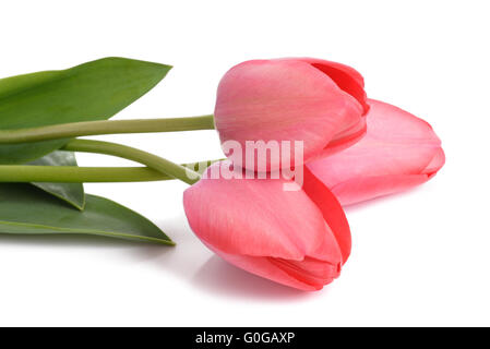 Rote Tulpen Blumen isoliert auf weißem Hintergrund Stockfoto