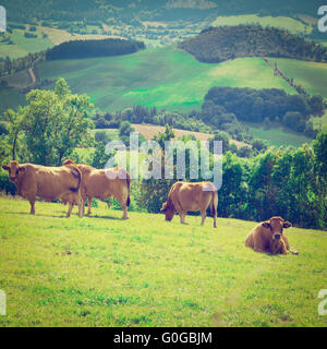 Kühe Stockfoto