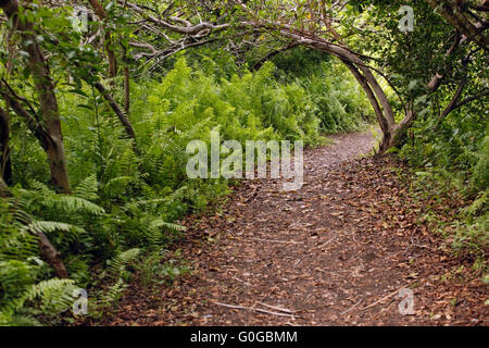 Jozani Chwaka Bay National Park Stockfoto