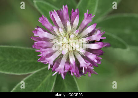 Klee-Kopf, Blick von oben Stockfoto