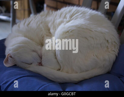 White Cat zusammengerollt schläft auf einem Kissen Stockfoto