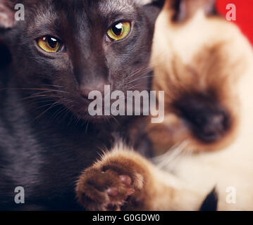 Zwei Katzen-Portrait Stockfoto