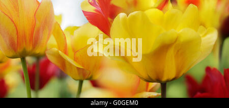 blühende Tulpen Frühling Stockfoto
