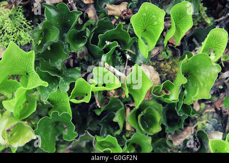 Niere-Farn (Trichomanes Reniforme), Neuseeland Stockfoto