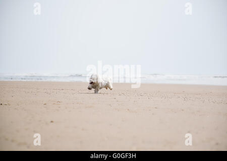 Ein Coton de Tulear am Strand Stockfoto