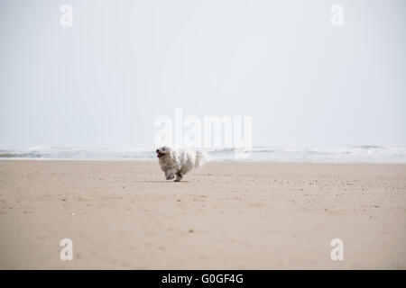 Ein Coton de Tulear am Strand Stockfoto