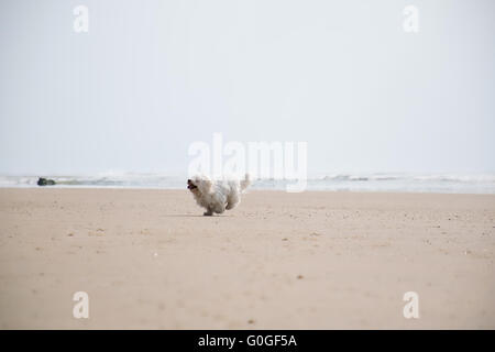 Ein Coton de Tulear am Strand Stockfoto