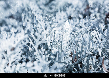 Natur im Winter. Gefrorene Pflanzen während Schnee Schneesturm. Verschneiten Morgen. Stockfoto