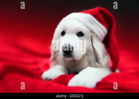 Niedlichen weißen Welpen Hund in Chrstimas Hut liegen in rotem satin. Urlaubsthema Stockfoto