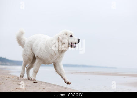 Niedlichen weißen Hund zu Fuß am Strand. Polnischen Tatra Schäferhund Stockfoto