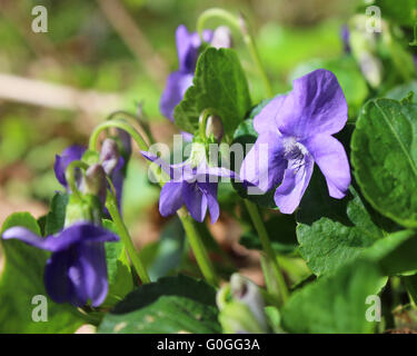 Die schönen Blüten von Viola Sororia, auch bekannt als die gemeinsame blau violett oder Holz violett, wächst in einer natürlichen Umgebung. Stockfoto