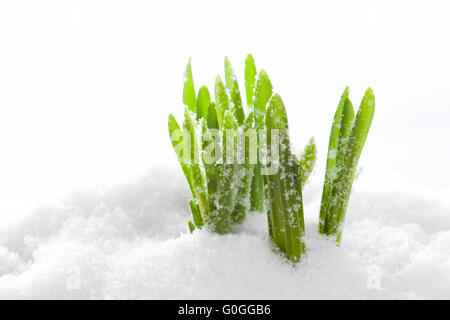 Frisches Grün grass wachsende Form Schnee. Federanfang Stockfoto