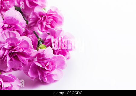 Weiche Feder rosa Blumen Blumenstrauß auf weißem Hintergrund Stockfoto