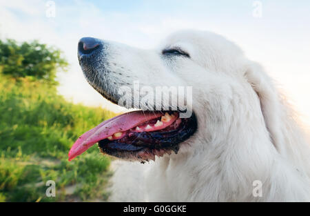 Hund auf dem Feld. Polnischen Tatra Schäferhund, junger Erwachsener. Podhalan Stockfoto