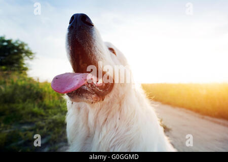 Lustiger Hund auf dem Feld. Polnischen Tatra Schäferhund, junger Erwachsener. Podhalan Stockfoto