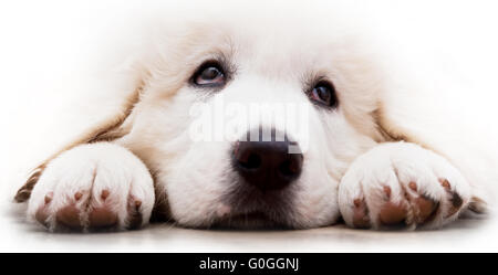 Niedlichen weißen Welpen Hund liegen und nach oben schauen. Polnischen Tatra Schäferhund Stockfoto