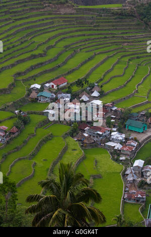 Alten Reis Terrassen von Batad liegt in der Region von Banaue, Cordilleras, nördlichen Philippinen Stockfoto