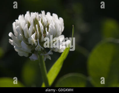 Blume der Weißklee Stockfoto