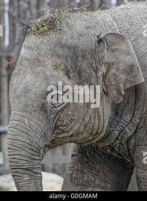 Elefant Stockfoto