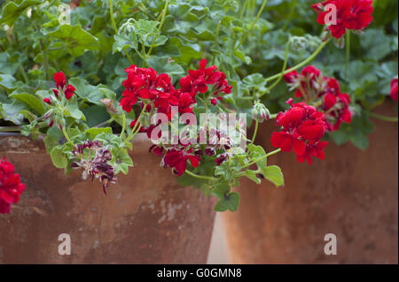 Blühende Geranien. Stockfoto