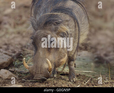 Gemeinsamen Warzenschwein Weiden Stockfoto