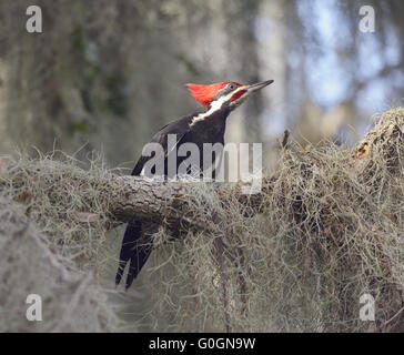 Helmspecht hocken Stockfoto