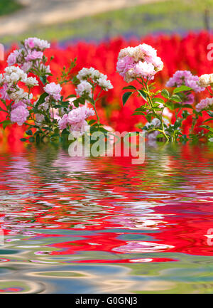 Wasser-Ripple und Reflexionen der Flora auf dem Wasser Stockfoto