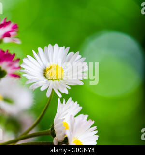 Bouquet von kleinen zarten Gänseblümchen, Nahaufnahme Stockfoto