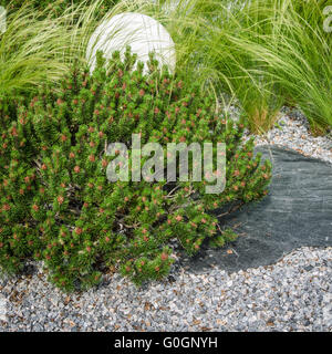 Zwerg-Bergkiefer im Landschaftsbau Park Stockfoto