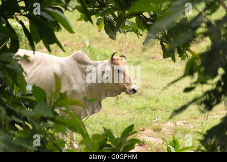 Zebu-Rinder in Tansania Stockfoto