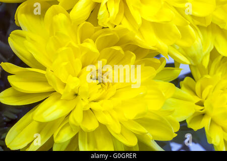 Schöne Blume Gelbe Chrysanthemen. Stockfoto