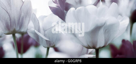 blühende Tulpen Konzept high-Key getönt Stockfoto