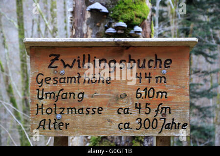 Naturdenkmal Twin Beech ist im Sturm gesunken. Stockfoto