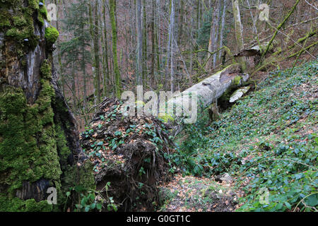 Naturdenkmal Twin Beech ist im Sturm gesunken. Stockfoto