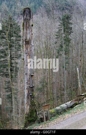 Naturdenkmal Twin Beech ist im Sturm gesunken. Stockfoto