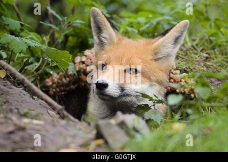 Fuchs in der Höhle Stockfoto